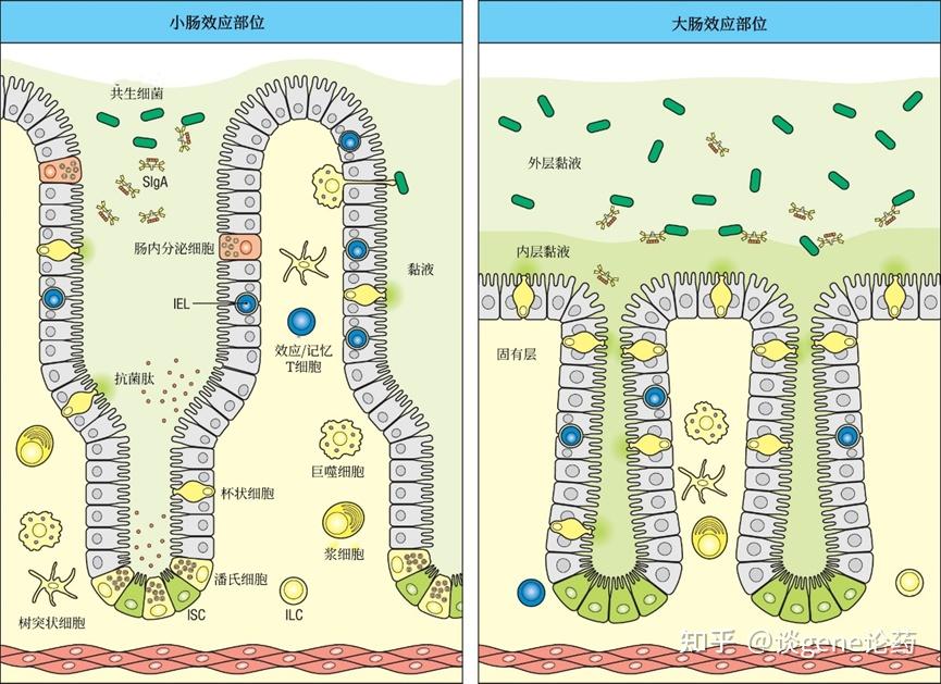 黏膜免疫系统的组织结构（二） - 知乎
