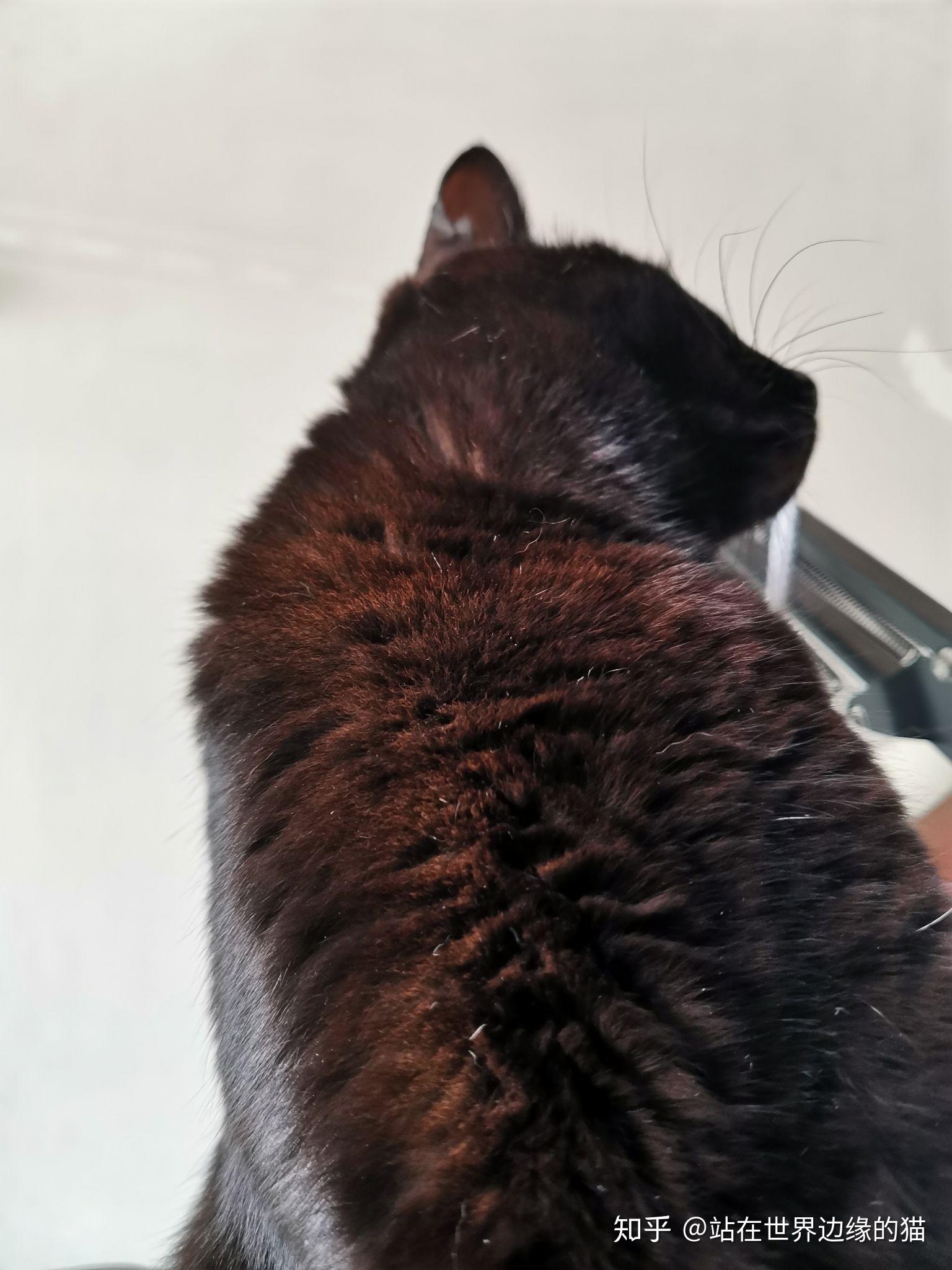 什么是玄猫，什么样的人适合养玄猫，有什么禁忌吗？ - 知乎