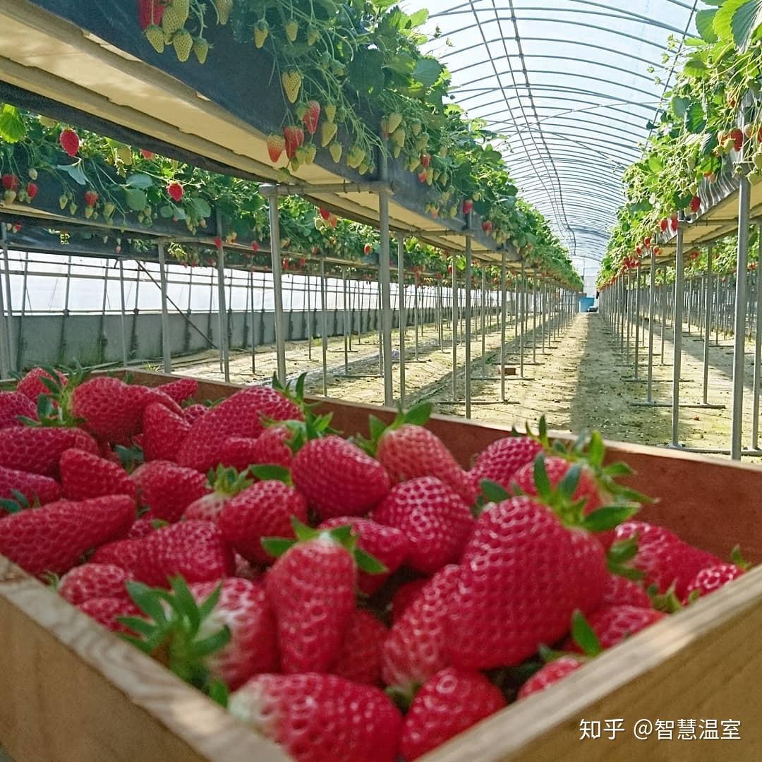 温室大棚建造,草莓温室大棚类型该如何选择 - 知乎