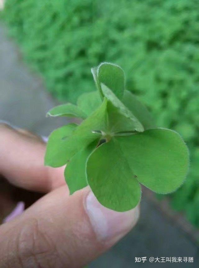 有没有四片叶子的"酢浆草〃(叶子是爱心形状的那种)? - 知乎