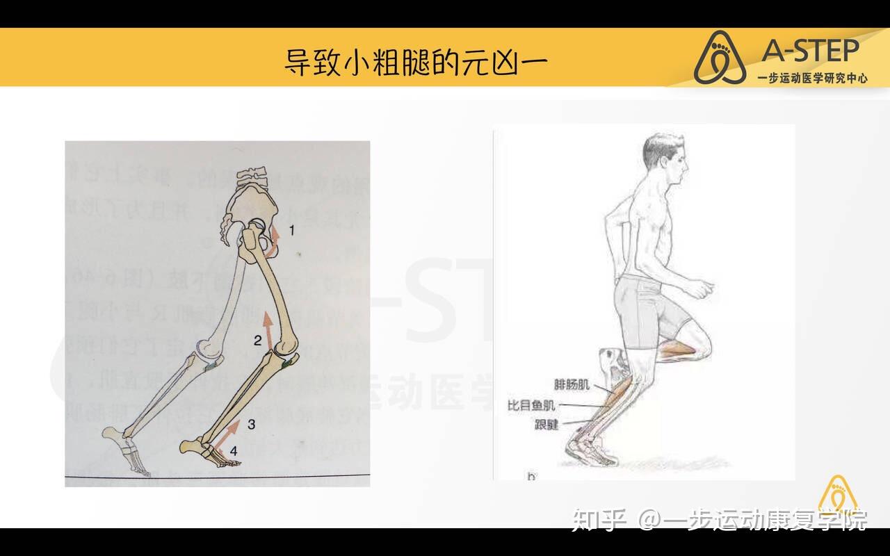 所以如果這個期間我們的屈髖肌不發力,那麼這個時候我們的小腿三頭肌