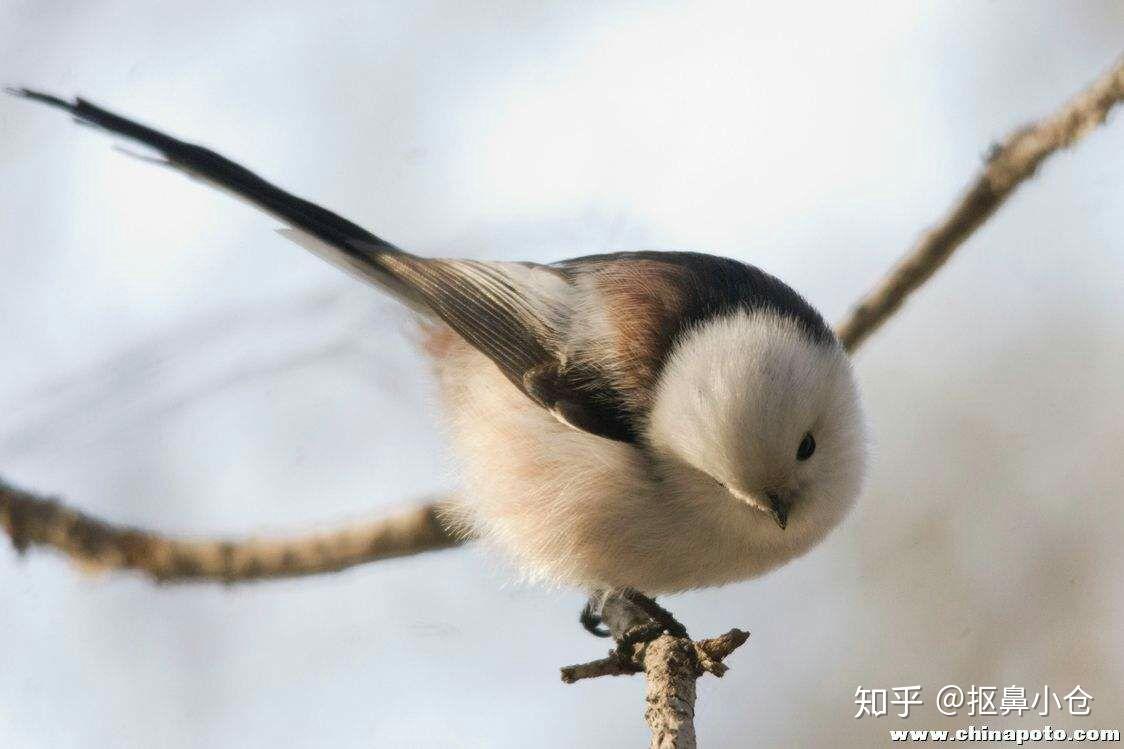 你见过哪些极美的生物? - 知乎