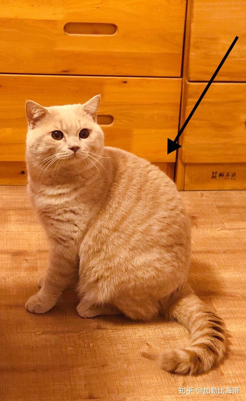 买到一只橘色英短是什么体验