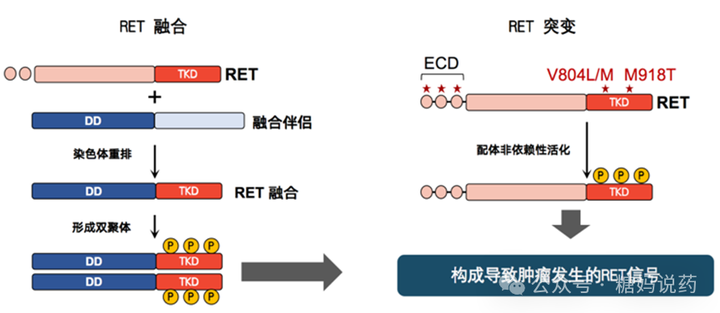 一文了解什么是RET基因融合？针对RET基因融合的靶向药的详细介绍 - 知乎