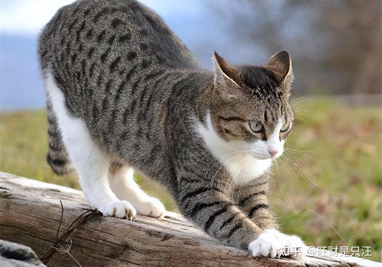 这5种猫不挑食还好养活,你们家猫上榜了吗? - 知乎