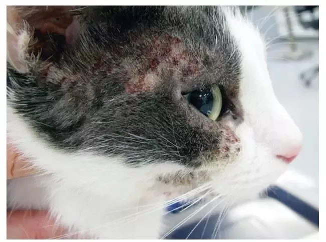 其实会对猫咪造成很大的伤害,有些过敏反应甚至会伴随猫咪一生