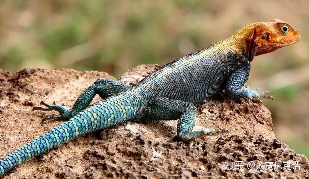 蓝绿色尾巴的蜥蜴是什么