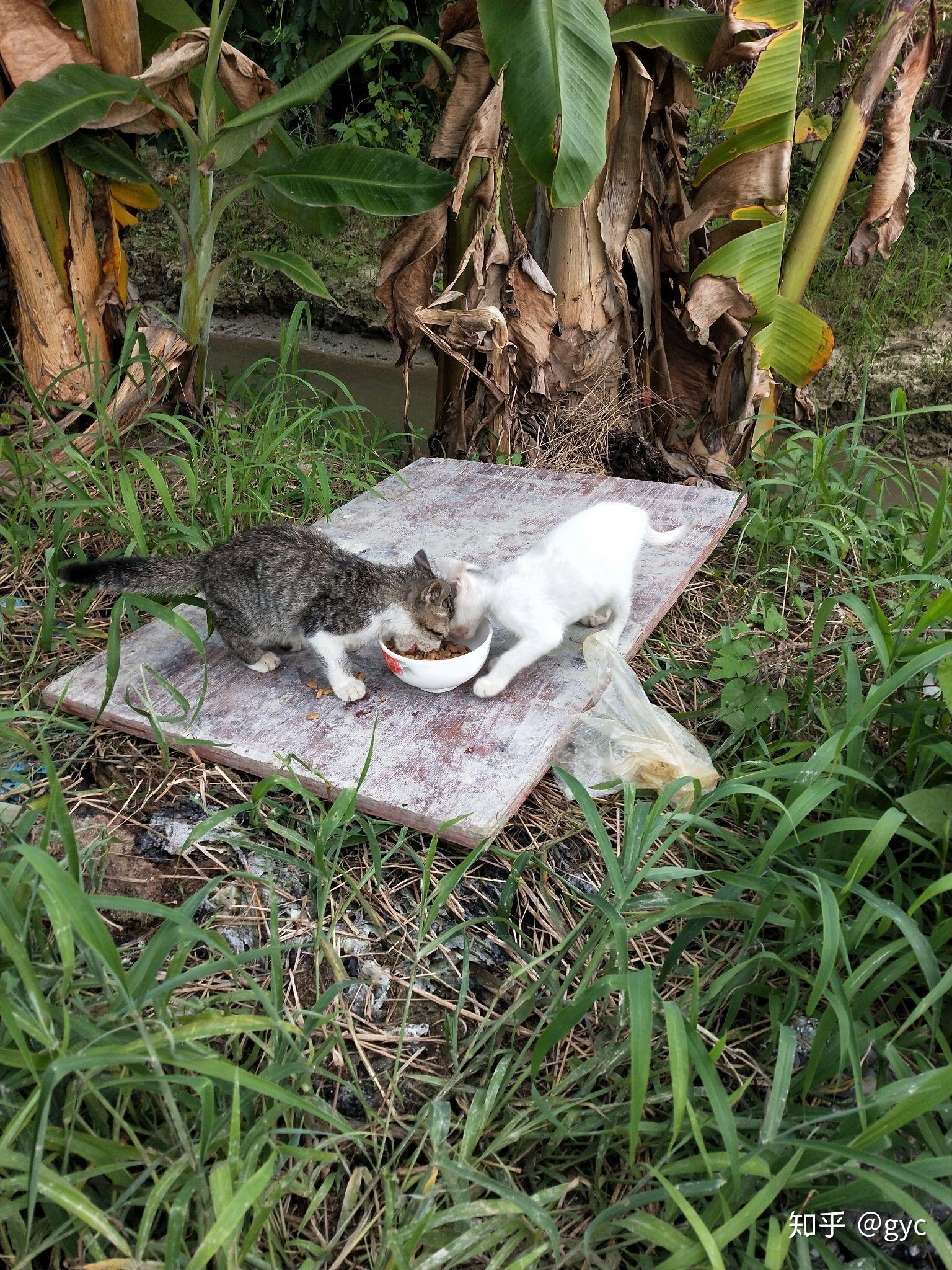 捡到两只三个月大的小野猫把两只小家伙放在一处地方养每天喂食喂到