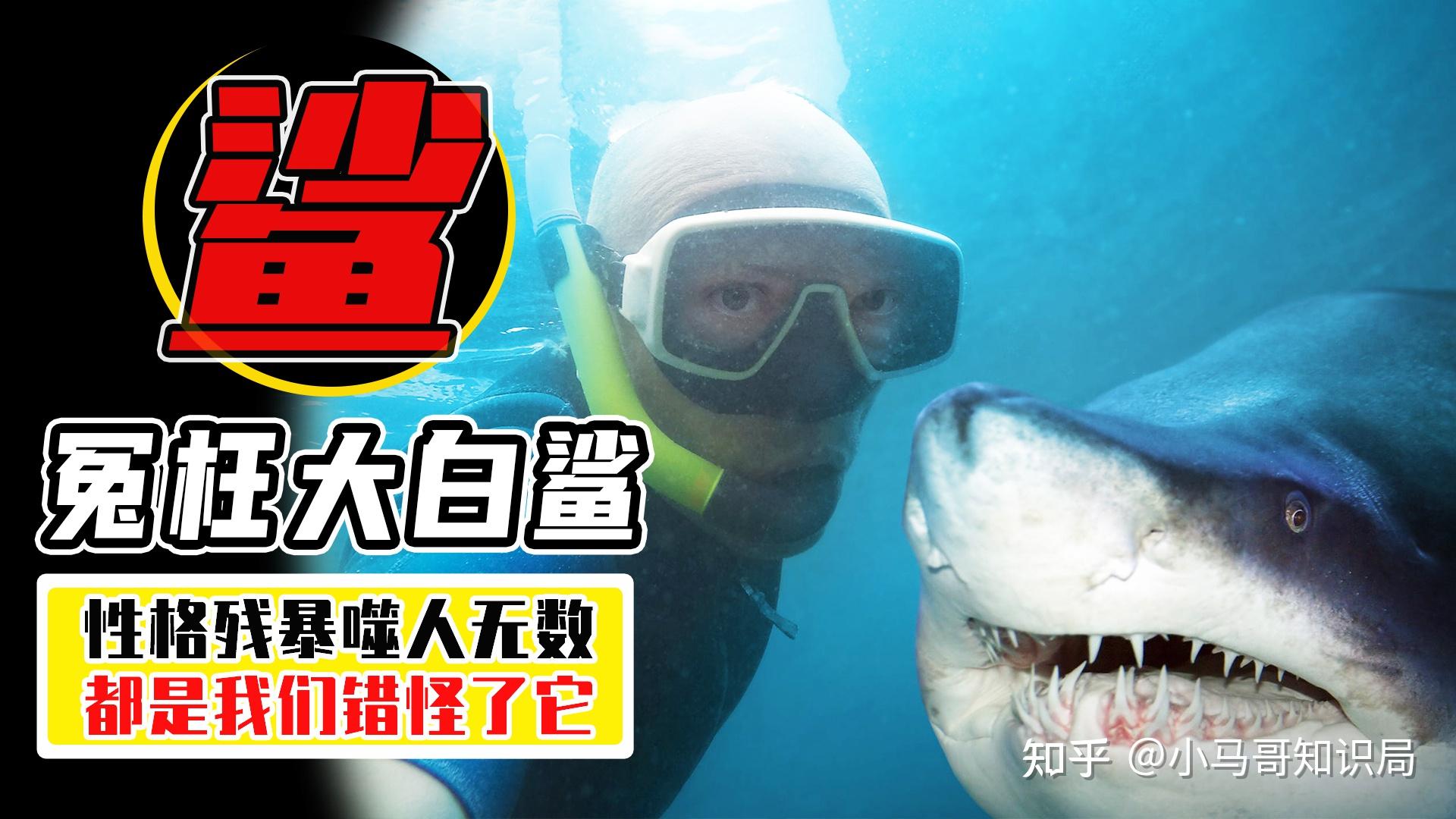 森林：大白鲨可以杀掉吗？怎么才能杀掉大白鲨