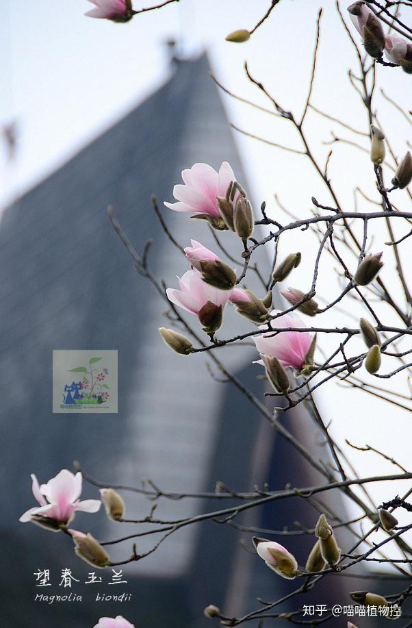 城市物候观察记(3)---立春