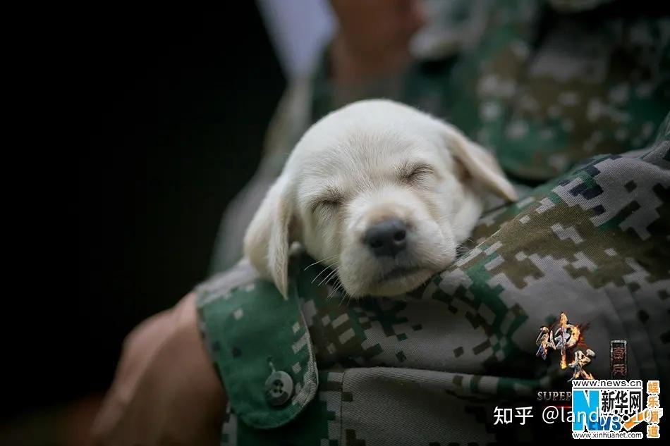 神犬奇兵剧照图片图片