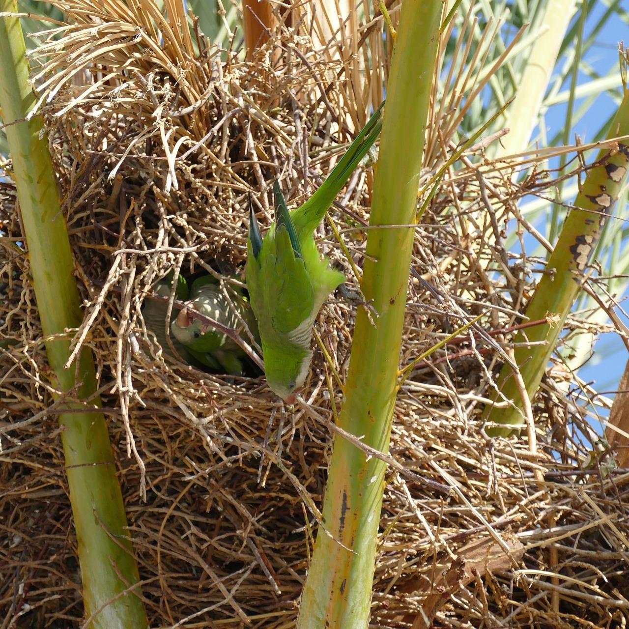 甘蔗的奇妙作用