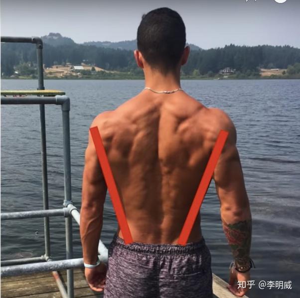 如何系统的锻炼背部肌肉? - 知乎