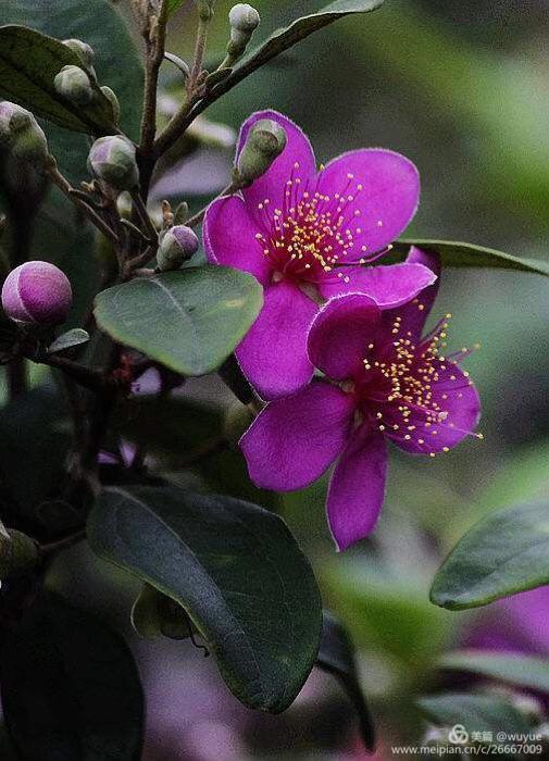 姑捻一你吃过吗