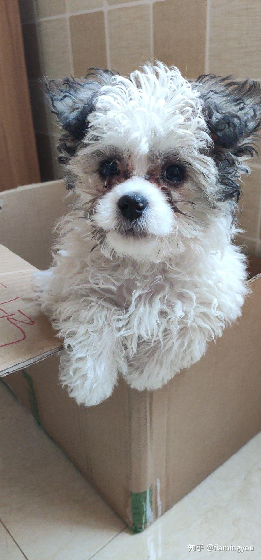 有没有专家帮我看一下这是不是泰迪跟西施的串串