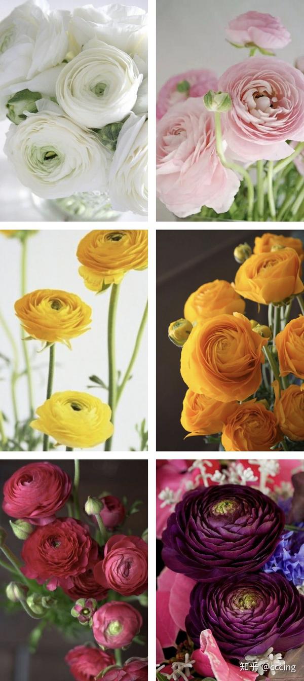 我想收到这些花 Vol 1 还没看够 就要说再见 知乎