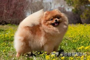 博美犬这几个部位很脆弱 再生气也不能打 知乎