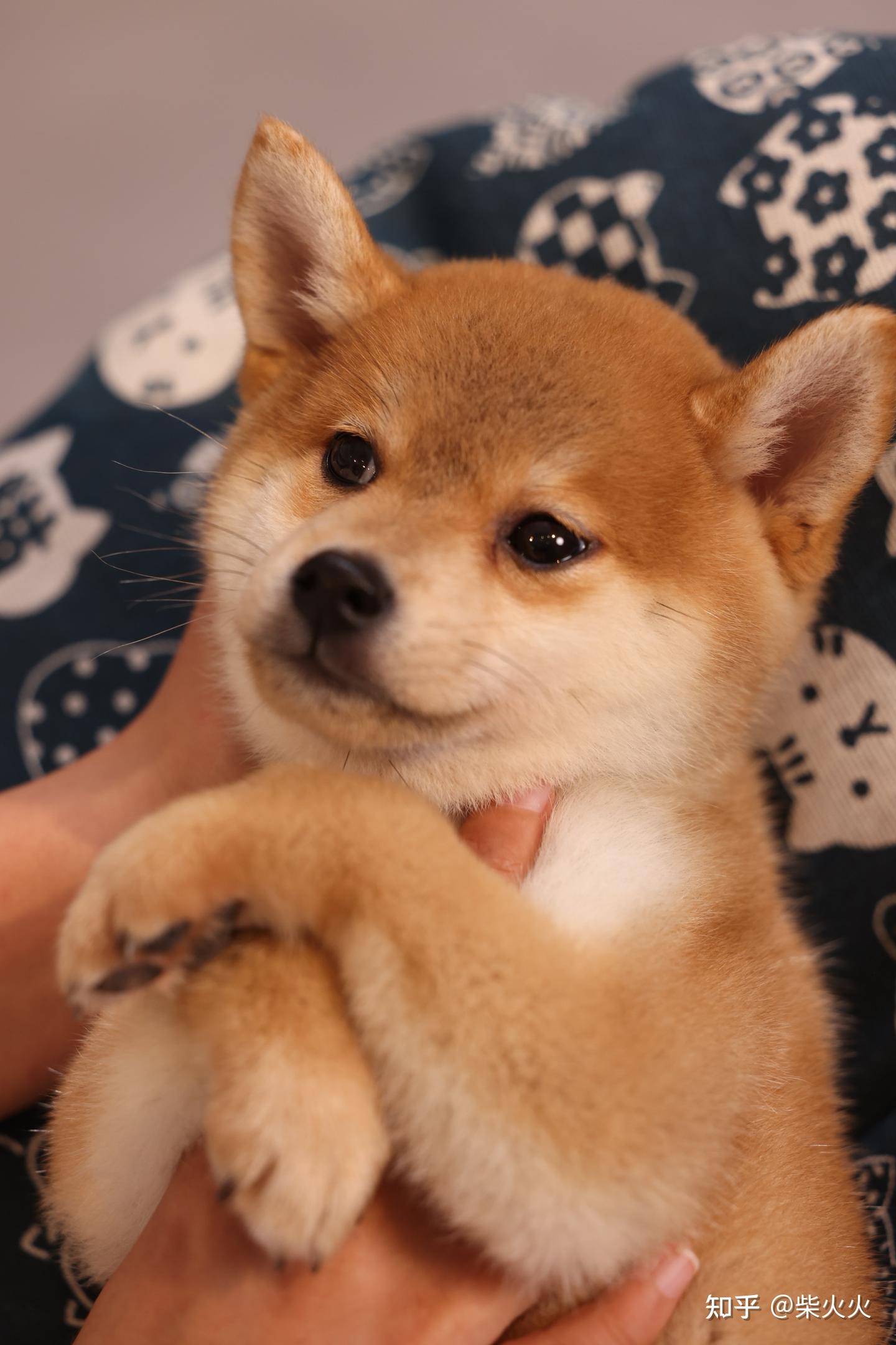 柴犬的性格会出现变化吗？会根据年龄的增长而变化吗？该怎么培养出好性格呢？ - 知乎