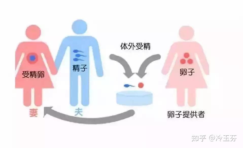 什么是第三方试管婴儿(什么是第三方试管婴儿手术)-第1张图片-鲸幼网