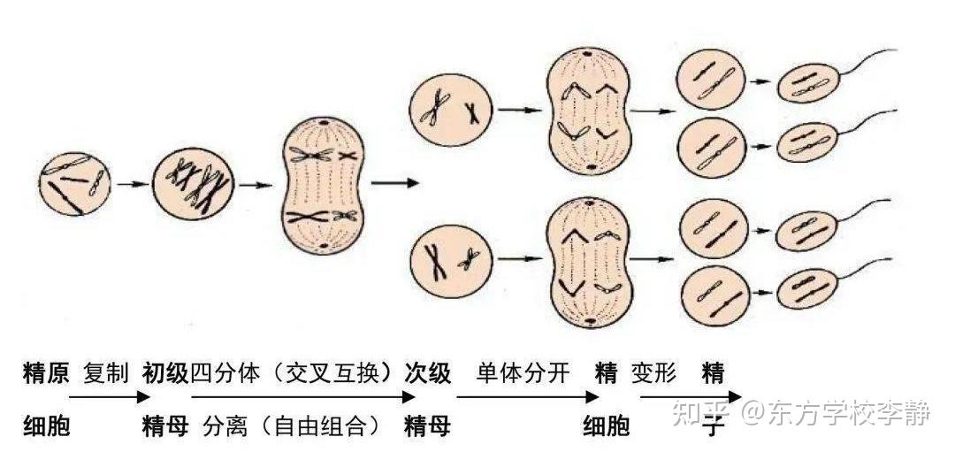 卵细胞减数过程图手绘图片