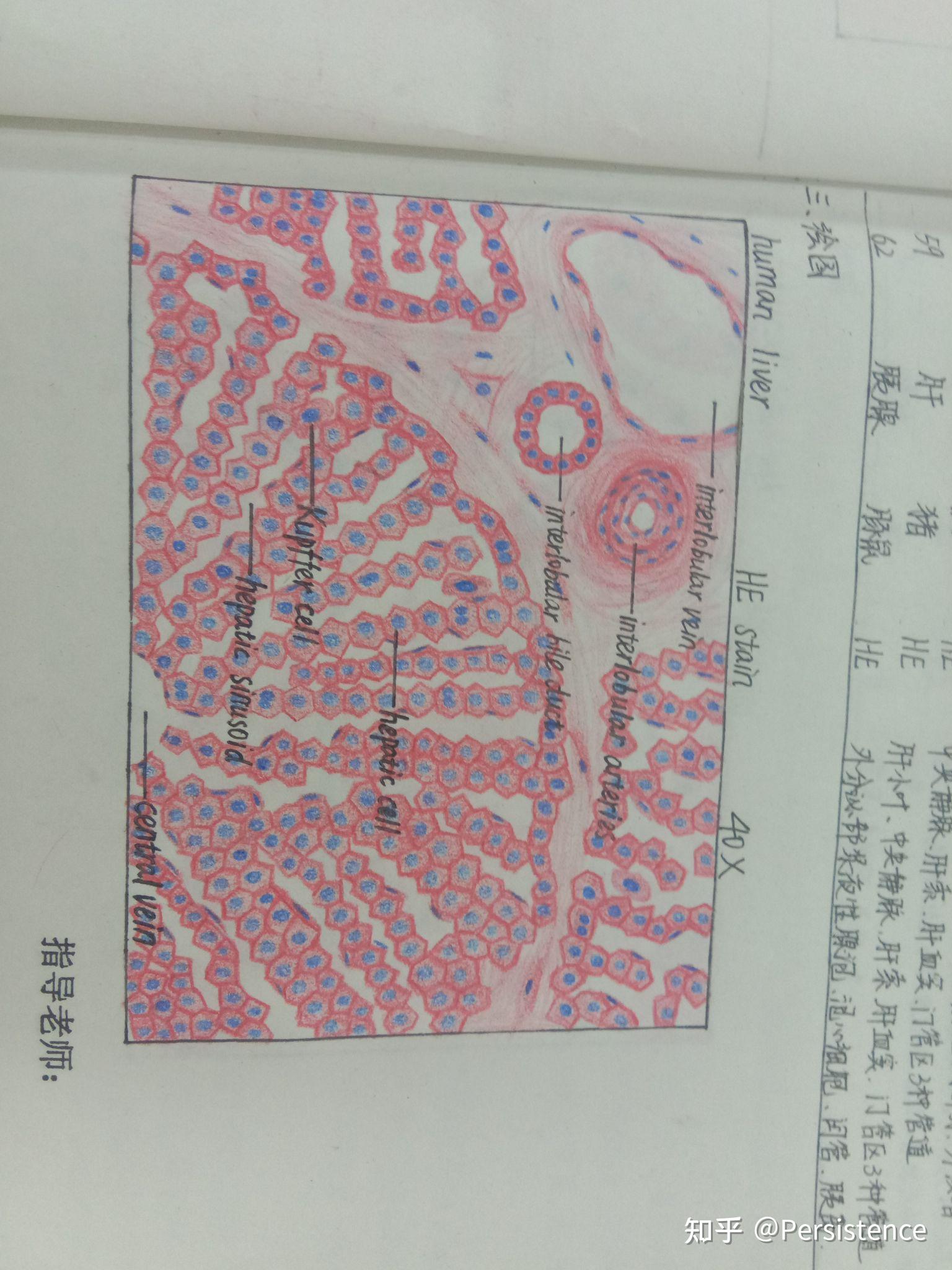 肾上腺红蓝图图片