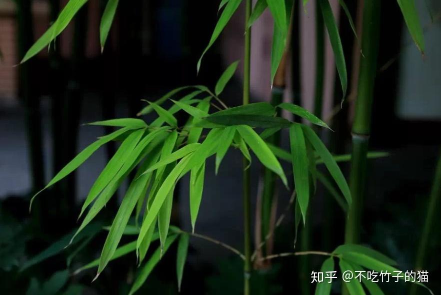 百年鸡爪竹 开花如钻石 - 知乎