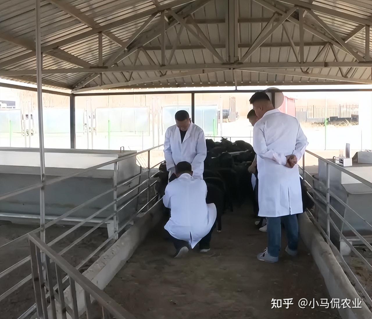 年薪150万的养殖胚胎专家培育"乌骨羊",一斤羊肉150,大有可为