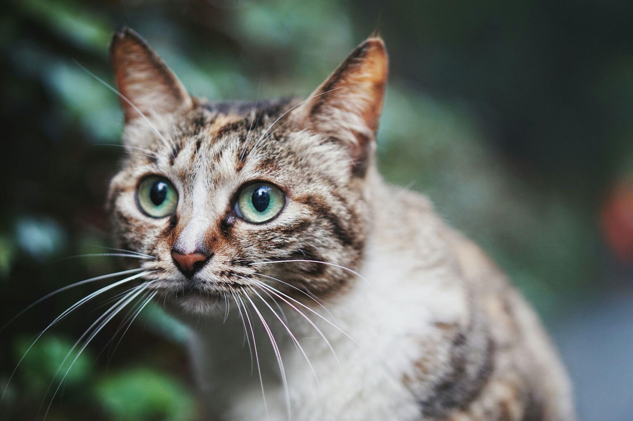 你拍过哪些好看的猫咪照片
