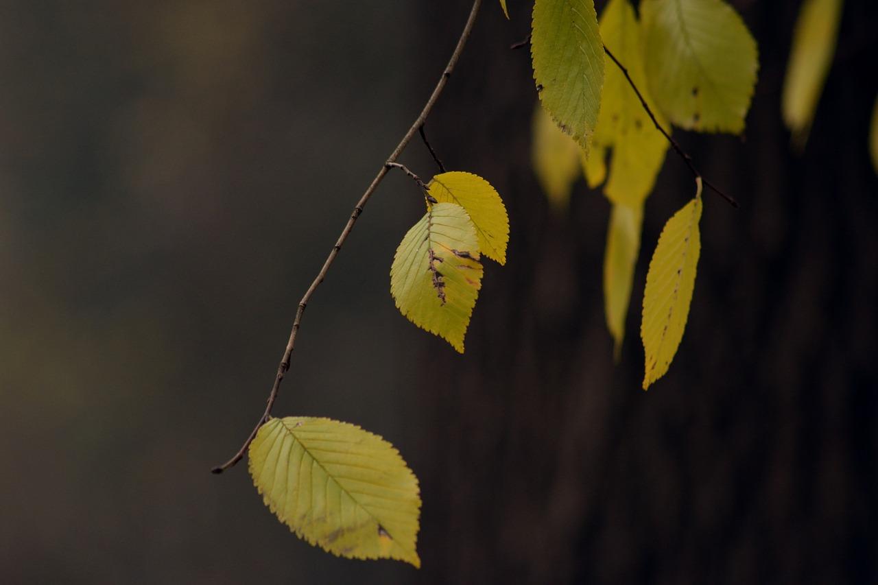 3. 树木复绿技巧