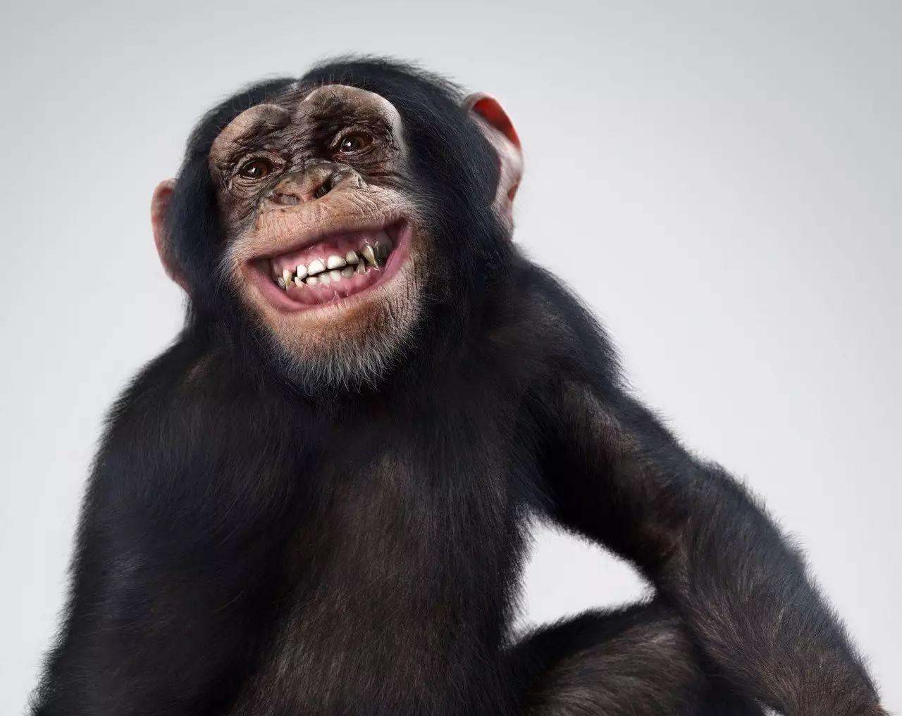 大猩猩微笑图片图片