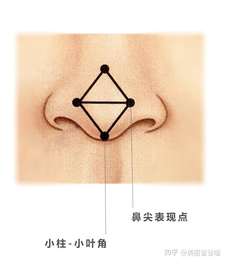 而鼻中隔软骨的高度及其向尾端延伸的长度直接决定了鼻尖的位置