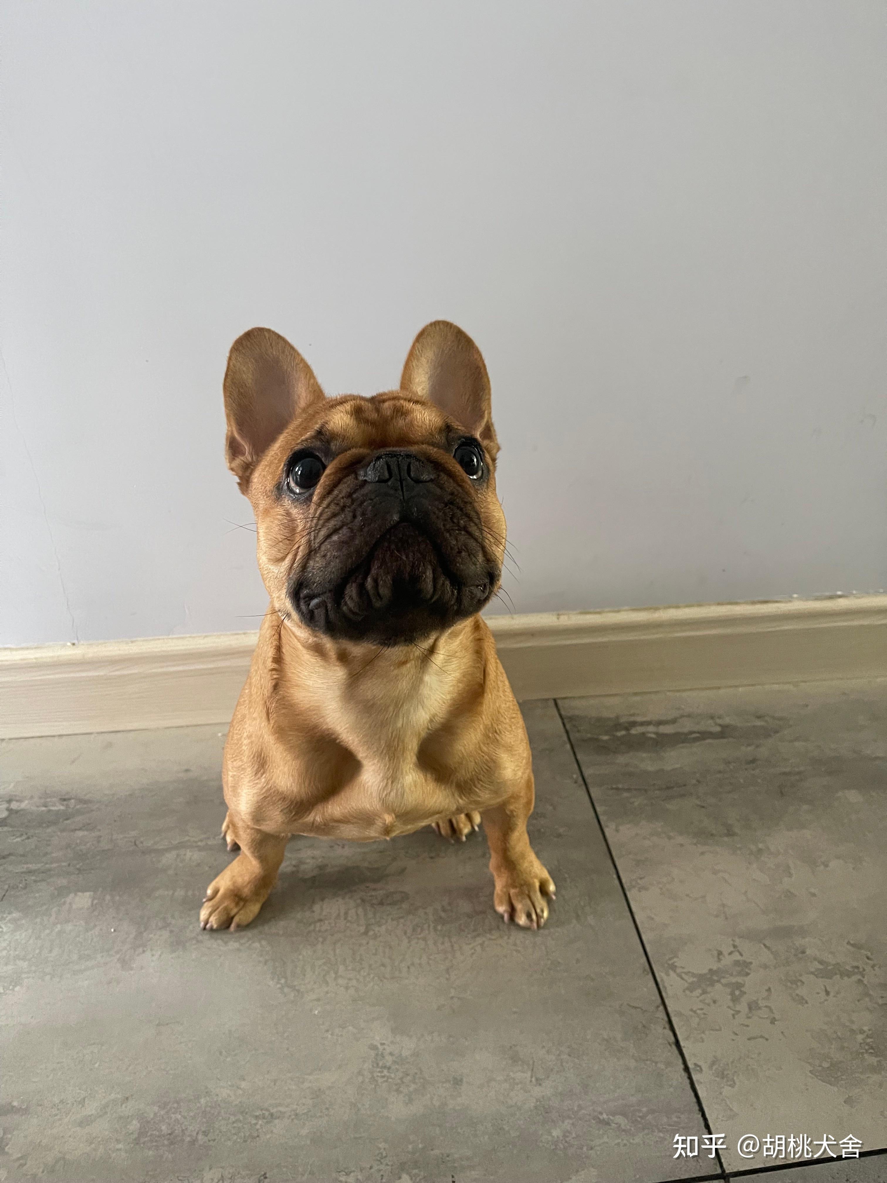 帮忙看看这只法斗纯不纯品相如何