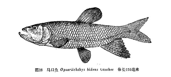 中国原生鱼 北京的鱼类 知乎