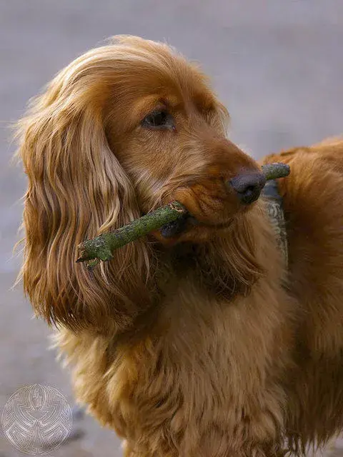 可卡犬的前世今生 从不被认可到风靡全球 知乎