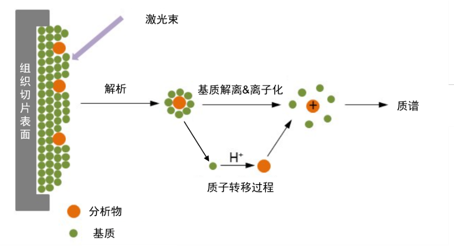 干货分享 | 质谱成像在药物DMPK研究中的应用前景 - 知乎