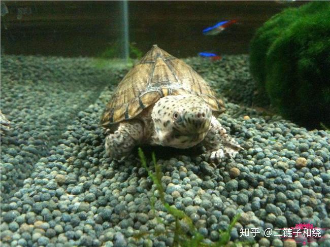 蛋龟中剃刀,虎纹,巨头有什么区别? - 知乎