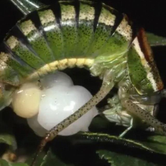 这世界上有哪种动物的生殖器官是没有遵循雄凸雌凹原则的？