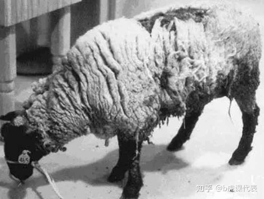 为什么食人族里面不会爆发朊病毒