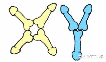 关于丁丁尺寸的迷思:鼻大丁大?女生偏爱?遗传?尺寸标准? - 知乎