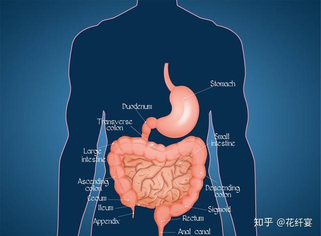 胃痛腹泻便秘别光吃药六字口诀教你养好肠胃健康加倍
