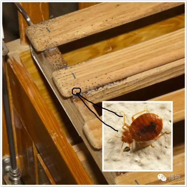 臭虫最喜欢藏在床板和床垫的缝隙里臭虫是半翅目臭虫总科昆虫的统称