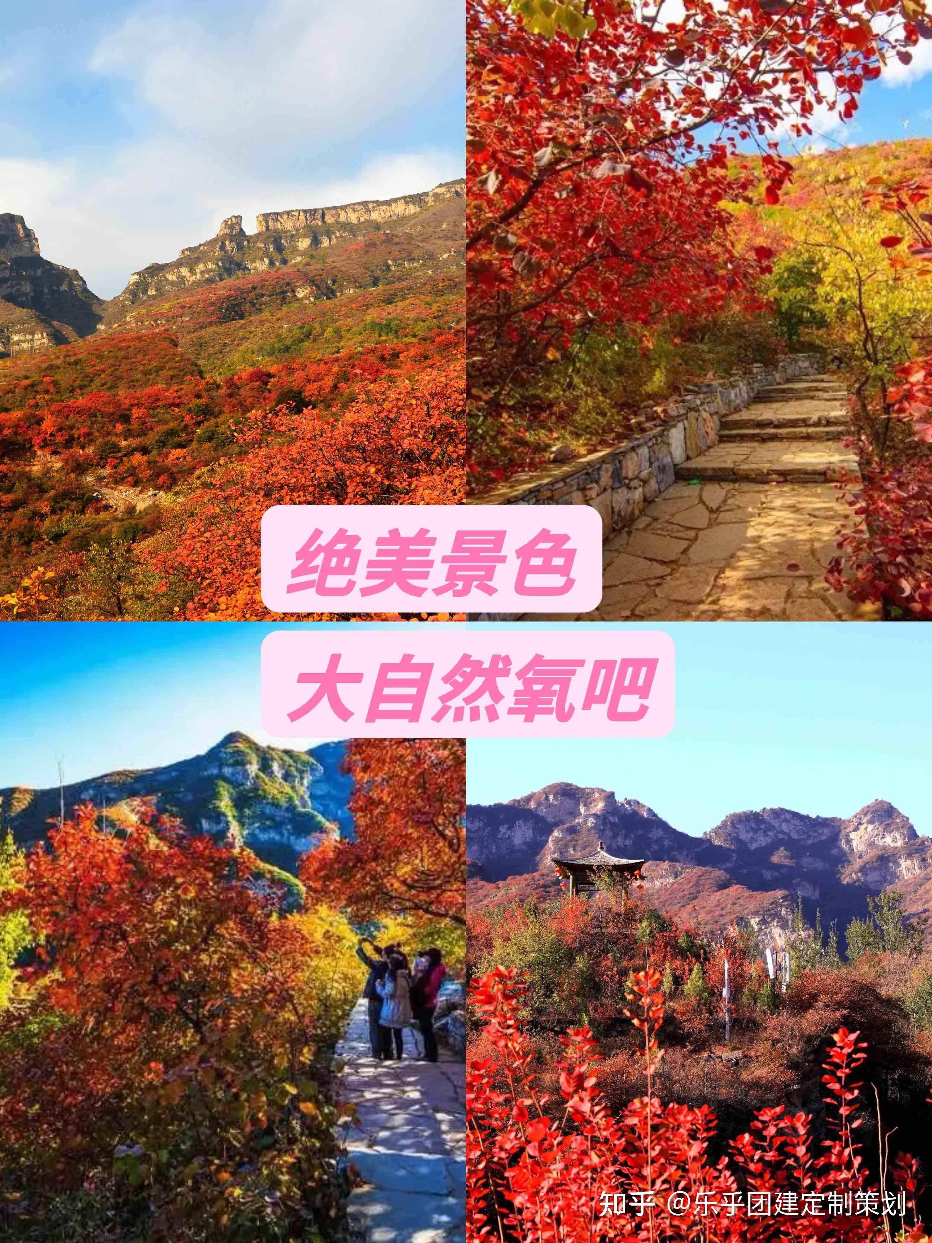【携程攻略】北京坡峰岭景点,坡峰岭的黄栌，一见难忘，惊艳一秋。