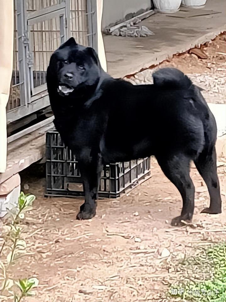 中华田园犬黑色长大图片