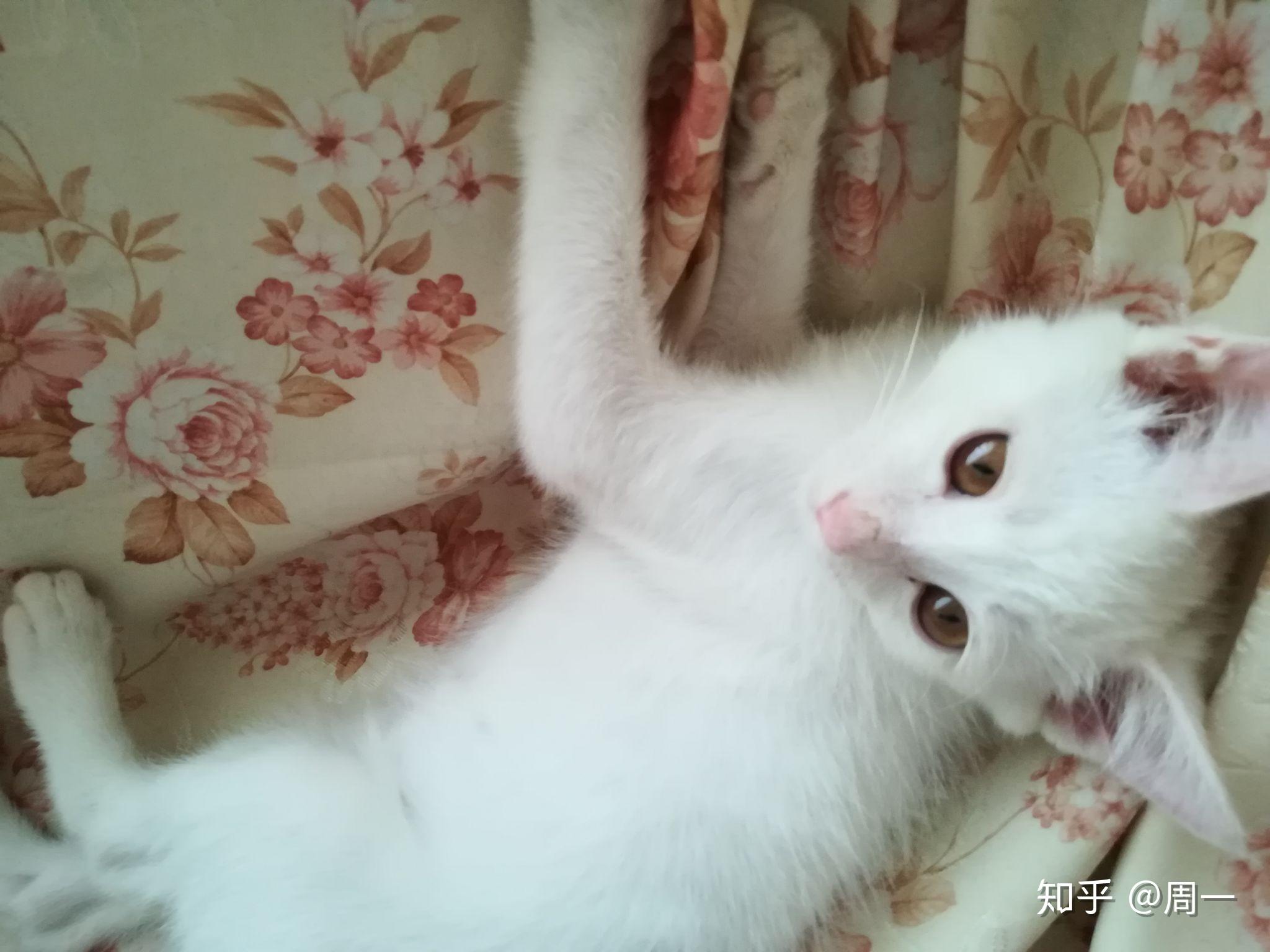 请问我家猫猫是中华田园猫中的白猫吗? - 知乎