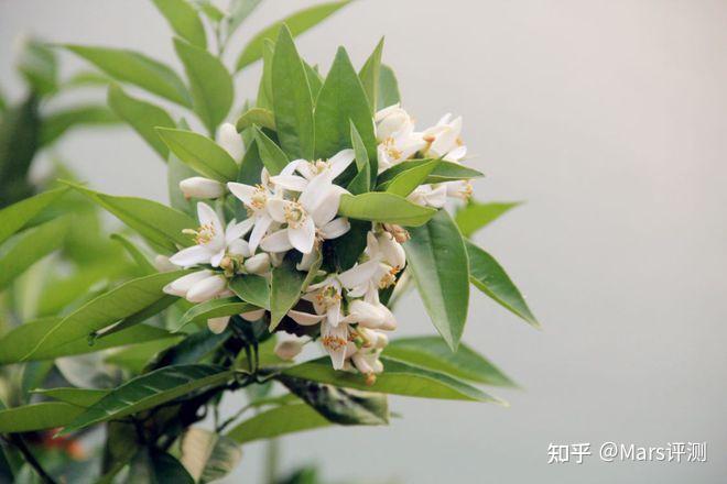 聊一聊咱家乡的水果——湖北秭归伦晚脐橙