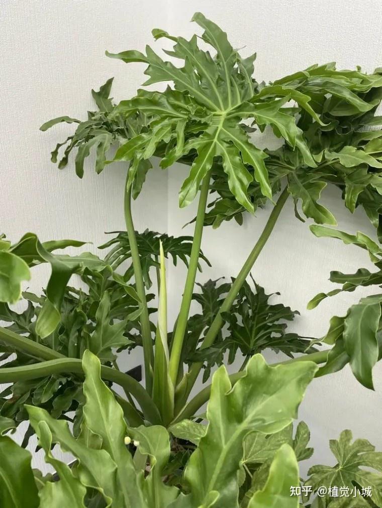 100种观叶植物 | No.17 春羽养护攻略 - 知乎