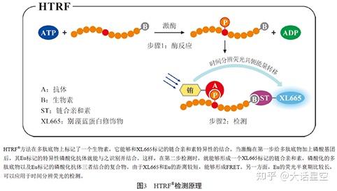 激酶抑制剂激酶谱服务激酶谱筛选激酶谱 知乎 