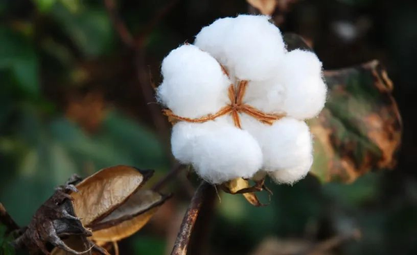 棉花质量有哪些指标？棉花等级怎么划分？ - 知乎