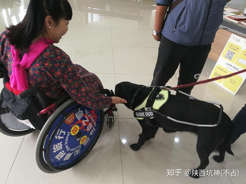 导盲犬,真想深情地拥抱你 - 知乎