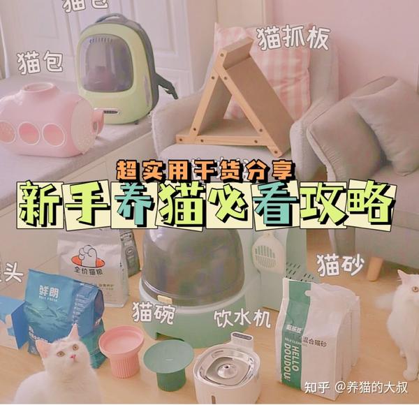 新手怎么开宠物用品店 (新手怎么开宠物医院)